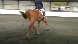 Novice 38 Dressage Test  apparently all far too fast [upl. by Jarus]