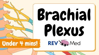 Brachial Plexus Mnemonics and Tricks  Anatomy Made Easy [upl. by Jeniffer]