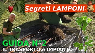 Nuovo impianto di lamponi consigli per il successo  Parte 2° [upl. by Yevol298]