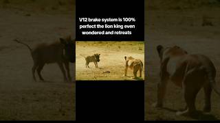 850hp v75 cylinder with a twin turbo warthog intimidates the lionesses [upl. by Yauq]