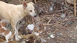 prakruthi Gowshala trust at parcel office kachiguda Railway station1 [upl. by Blossom]