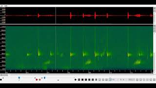 Nathusius pipistrelle echolocation and social calls time expanded x 10 [upl. by Burnside245]