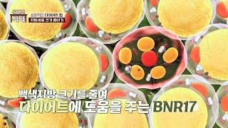 BNR17 체내 지방의 크기를 줄여 다이어트요요 방지까지  위대한 식탁 94회  JTBC 231104 방송 [upl. by Sheedy]