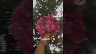 Flower lover 🌹❤️ youtubeshorts love flowers flowerlover subscribe [upl. by Gaylor]