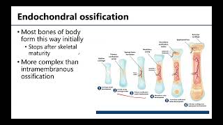 MSK1 Bone Formation Growth amp Remodeling [upl. by Tavi764]