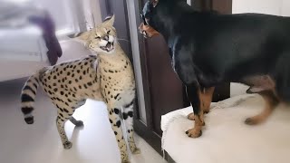 Serval and pincher sort things outServal meows [upl. by Nnairret]