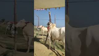 Gondal Mandi Update7oct2024safdartv  Fatahjangi Bulls [upl. by Lledrev]