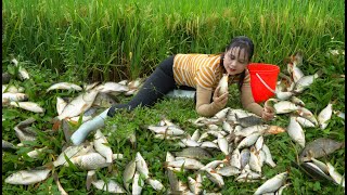 Harvest fish in the fields cook fish and mushrooms to enjoy with your pets [upl. by Htebharas375]