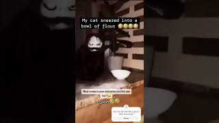 My Cat Sneezes into Flour and Becomes a Ghost Hilarious TransformationCatComedyPetFails [upl. by Aron]