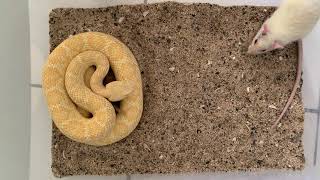 Feeding Albino Western Diamondback Rattlesnake [upl. by Leval]