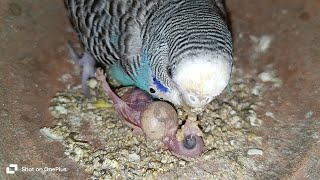 NonStop video budgies parrot baby full day live video \\ [upl. by Idarb]