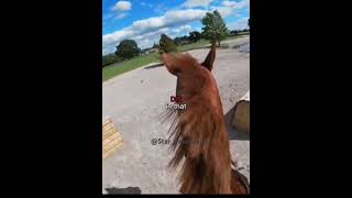 New edit horse equestrianshow equestrian horseshow edit horseshowlife equestrian fyp [upl. by Eilyak100]