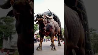 Python Attacks Buffalo In The Middle Of The Street Passersbypython baffalo anime [upl. by Raybourne]