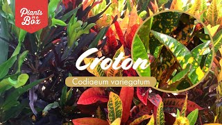 How to create the most colourful garden Crotons [upl. by Enineg]