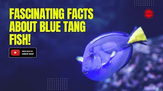 9 Fascinating Facts About Blue Tang Fish [upl. by Merritt]