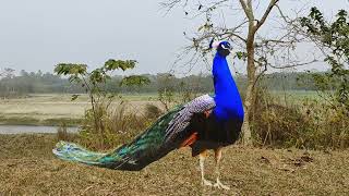 most beautiful peacock in the World 🦚 Indian peafowl [upl. by Elocim]