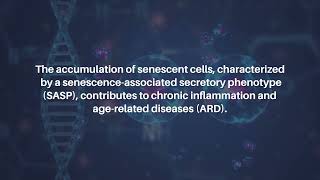 New Model to Study Macrophage Aging Mechanisms  AgingUS [upl. by Rory54]