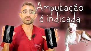 Osteossarcoma canino  Casos de rotina cirúrgica da residência veterinária 1 [upl. by Gauldin]