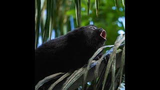 Hopkins Belize with Monkey River Tour Dec 2023 [upl. by Graybill]