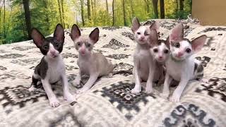 8 weeks old Cornish Rex kittens not available [upl. by Nnylsor]