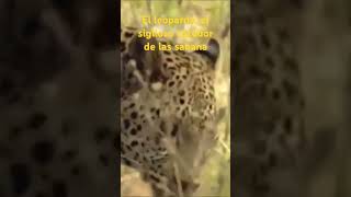 El majestuoso leopardo el rey de la astucia y el sigilo en la naturaleza [upl. by Gottwald]