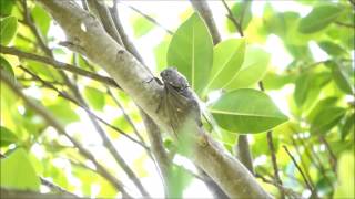 CicadasCryptotympana facialis Chiping  OKinawa Japan [upl. by Verine]