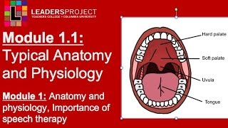 Module 11 Cleft Palate Speech and Feeding Importance of Speech Therapy amp Intro to Anatomy [upl. by Inaffets]