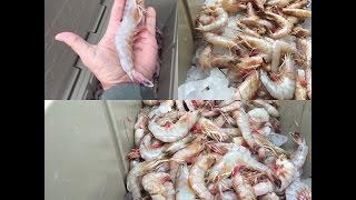 How to Boil Shrimp Louisiana Style [upl. by Ees]