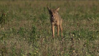 Coyote attacks on dogs in Connecticut has residents on high alert [upl. by Misha]