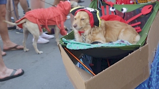 The Krewe of Barkus parade [upl. by Oderfodog]