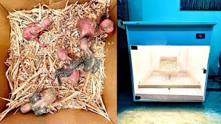 Baby Parrots ka Automatic Brooder Tyar 🦜💝 [upl. by Hamas]