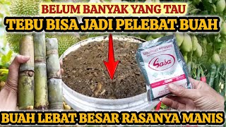 Luar biasa dahsyat pupuk organik ini  buah lebat besar rasanya manis [upl. by Manvel]