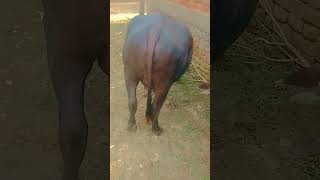 Mura buffalo ka shorts video [upl. by Zweig]