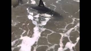 Salmon shark on Ocean Beach San Francisco [upl. by Tager]