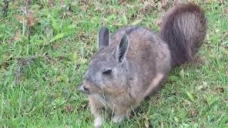 Adorable Northern Viscacha in Machupicchu Lagidium peruanum [upl. by Toma]