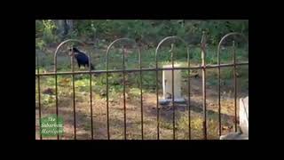 Creepy crow warbling in cemetery [upl. by Feinberg167]