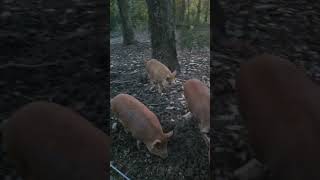 Pigs and goats saying good night from our farm to you pigs goat homestead familyfarm [upl. by Nattie]