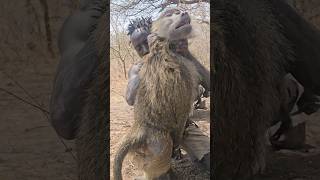 Hadzabe Got a Big BABOON for Lunch Baboon is their favourite prey [upl. by Haerr]