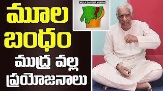 Moola  Mula Bandha Mudra For Physical Strength in Telugu  Pedda Balasiksha [upl. by Revolc974]