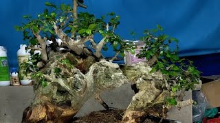 Bonsai Cây Cảnh 2210 GL LH0889244699 [upl. by Tewfik]