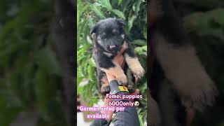 6000only femel germanshepherd gsd doglover pets germanshephered dog dogowner petowner [upl. by Spancake985]