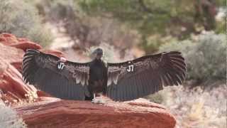 Wild California Condors Made Here [upl. by Harbot]