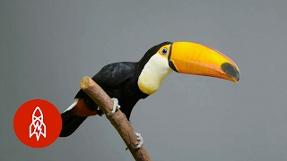 The Largest of the Toucans Has an EPIC Bill [upl. by Jobie120]