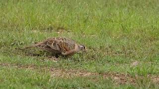 Male Common Bronzewing [upl. by Tull326]