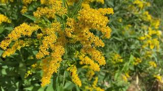 Goldenrod flower [upl. by Ulah]