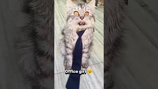 Office Girl 😺shorts cat catlover funny cat [upl. by Irac]