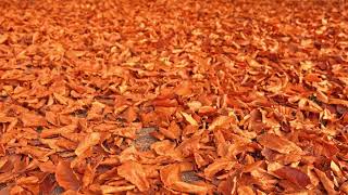 Dry Autumn Leaves on Screen  Autumn Leaves on Ground  Screensaver  Satisfying Video for Half Hour [upl. by Wynne]