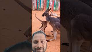 viralanimalsshorts viral kangaroo babykangaroo kangarooshorts [upl. by Libna]