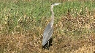 Great Blue Heron Ardea herodias birds coastal Wildlife [upl. by Donell]