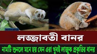 লজ্জাবতী বানরনামটি শুনলে মনে হয় যেন এরা খুবই লাজুক প্রকৃতির বানর [upl. by Alial]